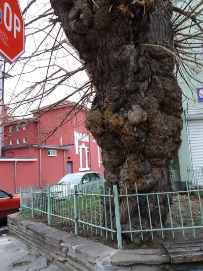 СУ „Пейо Крачолов Яворов“