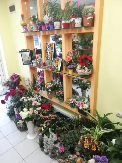 Далия Сан Стефано