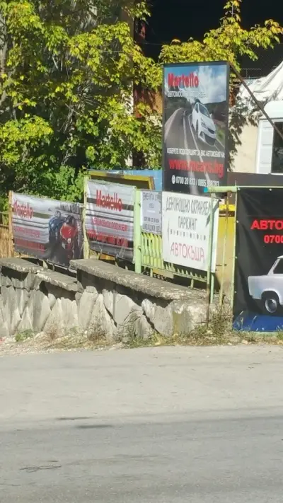 Мимоза бюти стил