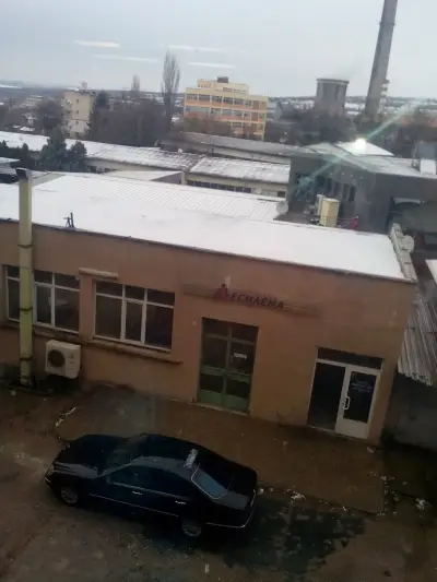 Мимоза бюти стил