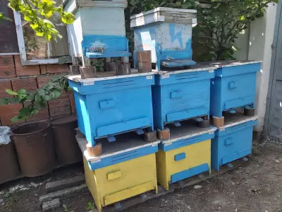 Popovi Beekeepers "Father & Son"