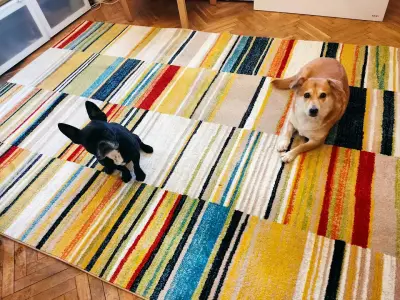 Kanev Carpet | Център за машинно пране на килими София