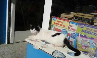 книжарница "Котета"