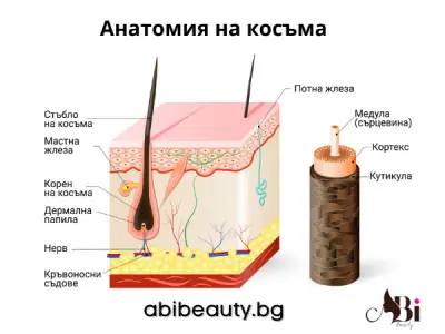 ABI Beauty (Garden Edition) Лозенец