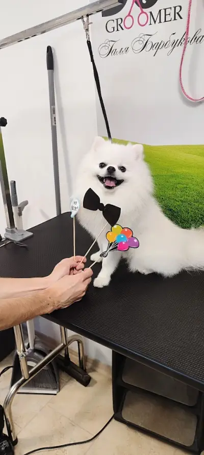 Груминг услуги Русе Grooming Studio GAGI