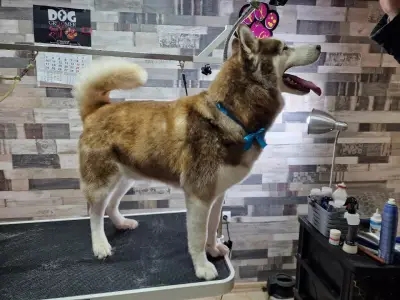 Груминг услуги Русе Grooming Studio GAGI