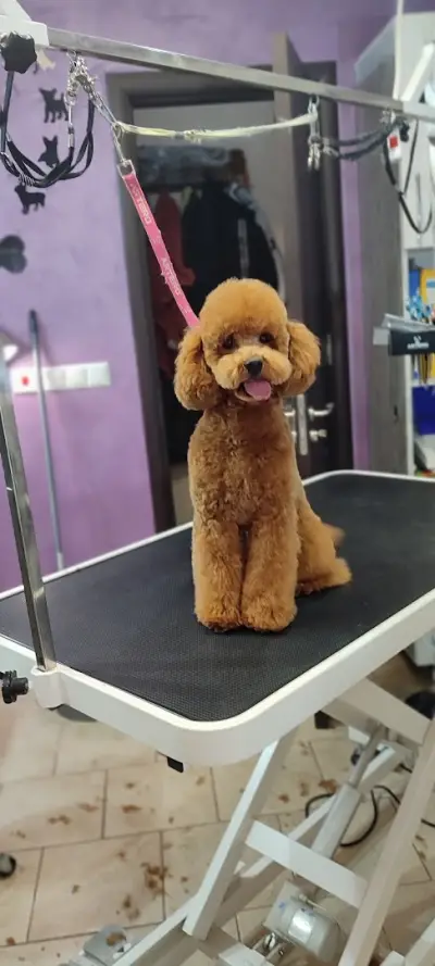 Груминг услуги Русе Grooming Studio GAGI