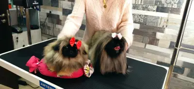 Груминг услуги Русе Grooming Studio GAGI
