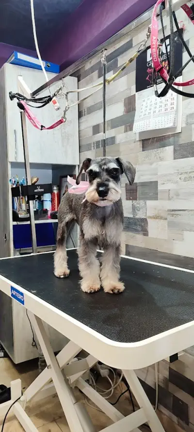 Груминг услуги Русе Grooming Studio GAGI