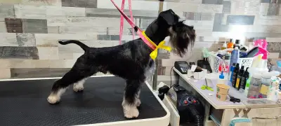 Груминг услуги Русе Grooming Studio GAGI