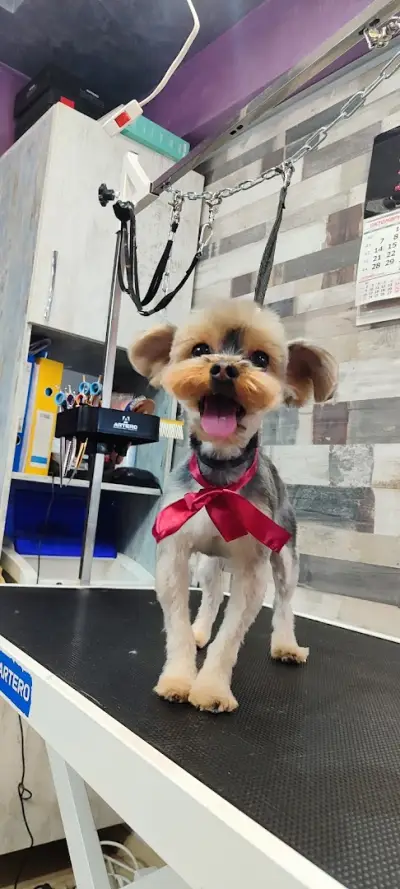 Груминг услуги Русе Grooming Studio GAGI