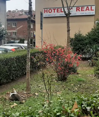Хотел Реал