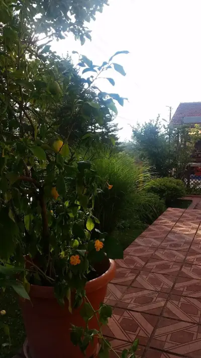Guest House Elina