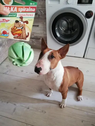 My Beasty - зоомаркет