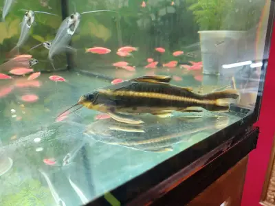 VIP ZOO