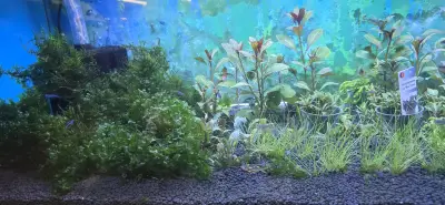 VIP ZOO