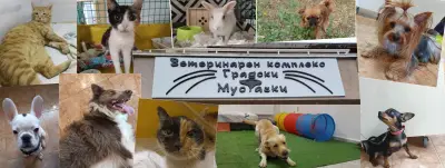 Ветеринарен Комплекс"Градски Мустачки"