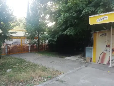 Цаца под липата