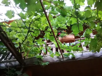 Мяхова Къща