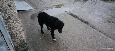 Daksi
