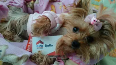 ERA Вива