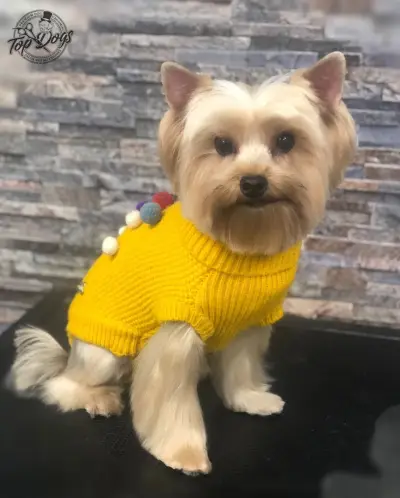 Тop Dogs - Grooming & Pet Shop