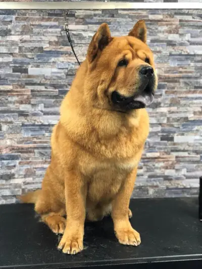 Тop Dogs - Grooming & Pet Shop