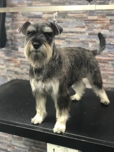 Тop Dogs - Grooming & Pet Shop