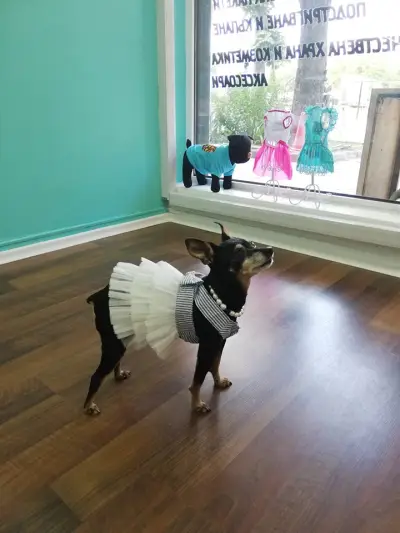 Тop Dogs - Grooming & Pet Shop