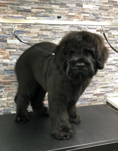 Тop Dogs - Grooming & Pet Shop