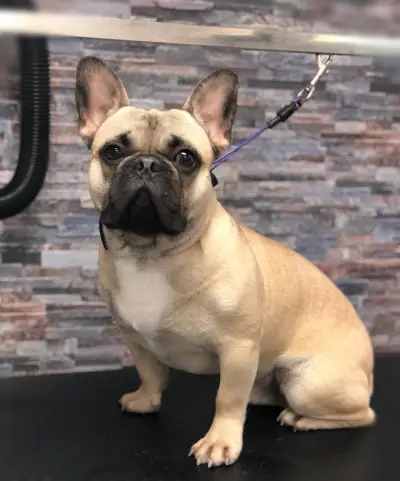 Тop Dogs - Grooming & Pet Shop