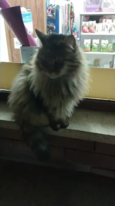Тоби
