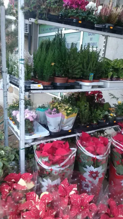 Boutique Flowers Varna