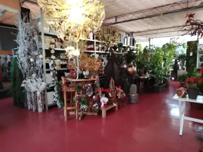 Градина Мимоза