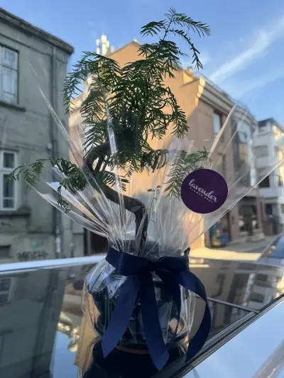 Flower Shop Lavender