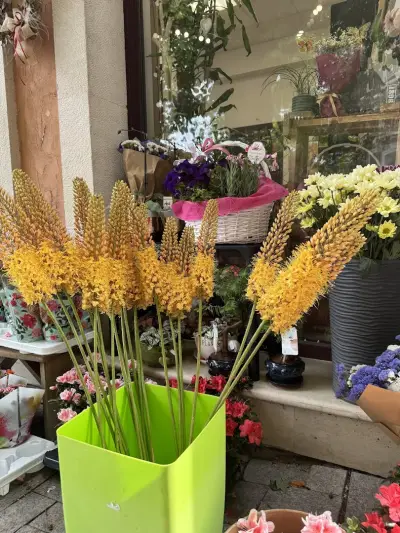 Flower Shop Lavender