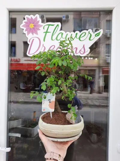 Магазин за цветя Flower Dreams Варна - Букети и доставка на цветя