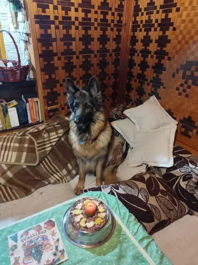 Ветеринарна клиника Vet Life