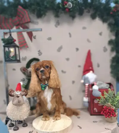 Grooming studio YoPet