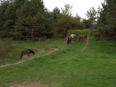 Конна база Happy Horses Estate | Курсове по конна езда Самоков | Разходка с кон сред природата