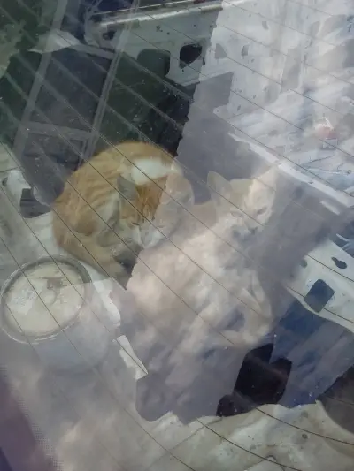 АУТО ЩЕРН БУРГАС