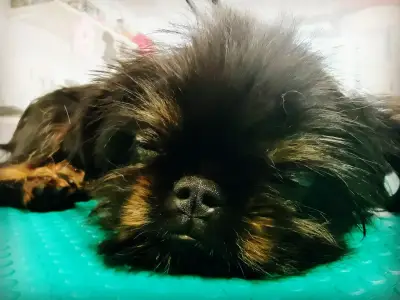 Pretty Paws Зоомагазин и Груминг услуги
