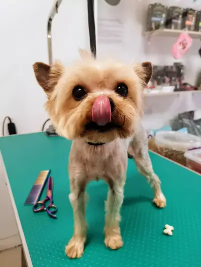 Pretty Paws Зоомагазин и Груминг услуги