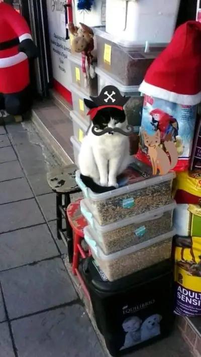 Анди зоо