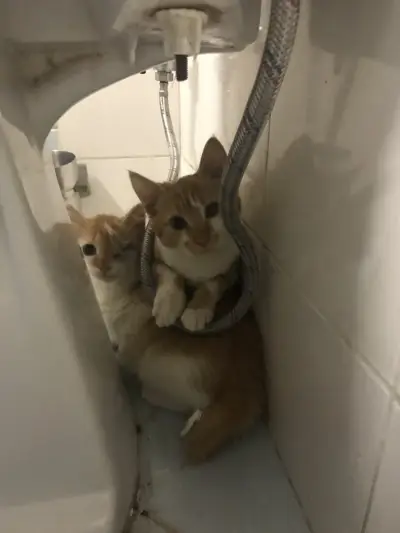 Ветеринарна клиника за бездомни животни / Veterinary clinic for stray animals