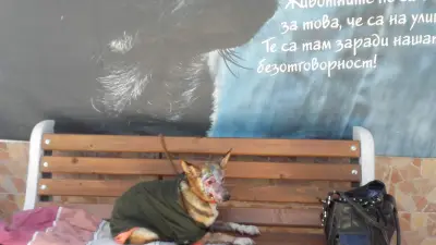 Ветеринарна клиника за бездомни животни / Veterinary clinic for stray animals