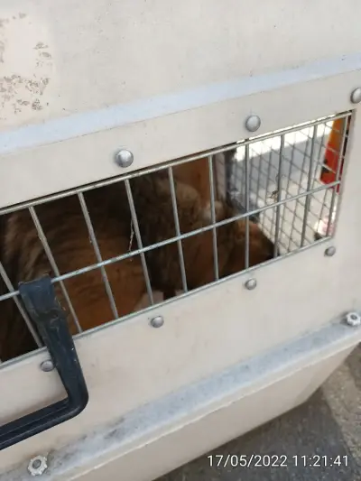 Ветеринарна клиника за бездомни животни / Veterinary clinic for stray animals