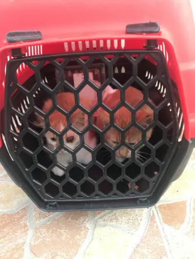 Ветеринарна клиника за бездомни животни / Veterinary clinic for stray animals
