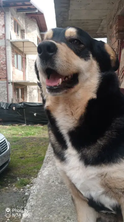 Ветеринарна клиника за бездомни животни / Veterinary clinic for stray animals