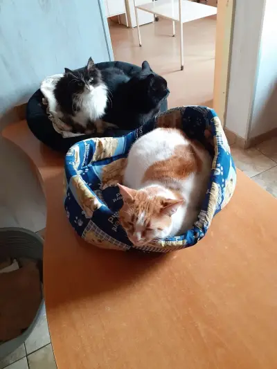 veterinary clinic Sofia